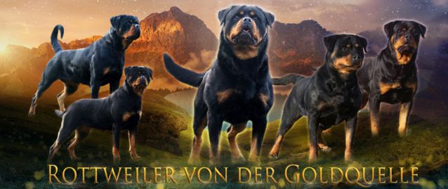 (c) Rottweiler-gobien.de